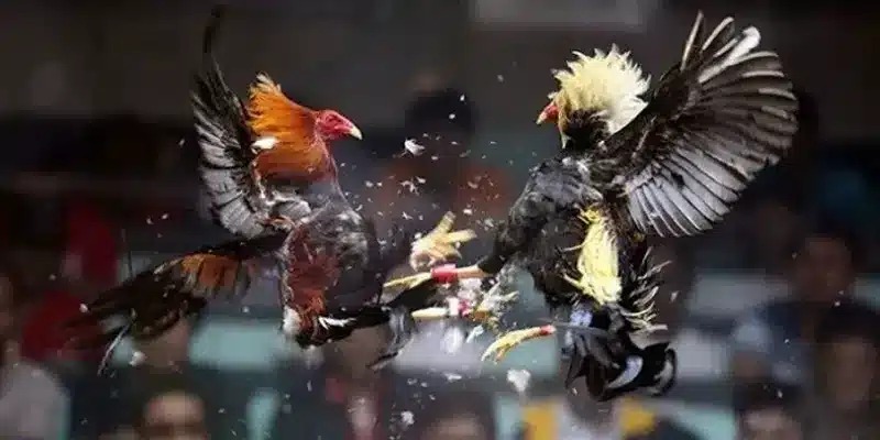 Kỹ năng về đá gà cựa sắt