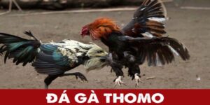 Đá Gà Thomo - Trải Nghiệm Đá Gà Độc Đáo Tại GO88