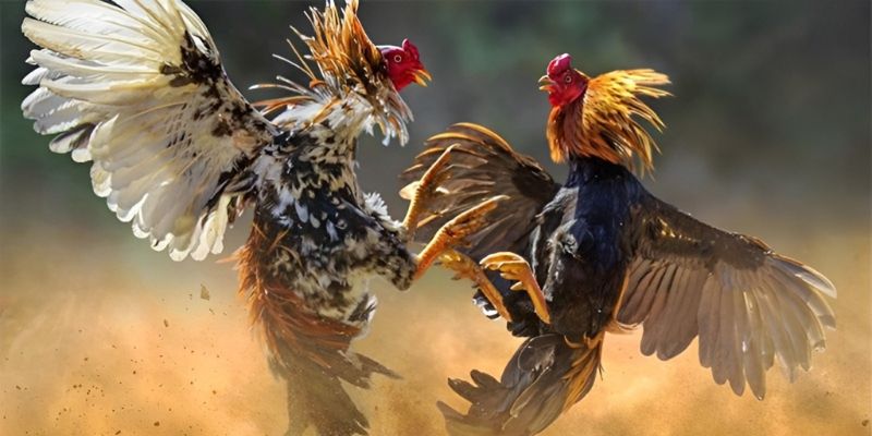 Tổng quan giới thiệu về đá gà Thomo