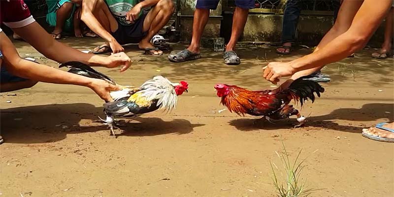 Quy định khi chơi đá gà trực tiếp c1