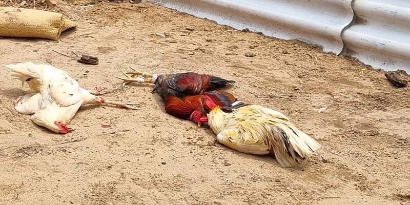 Dòng gà nổi tiếng trong chọi kê C1