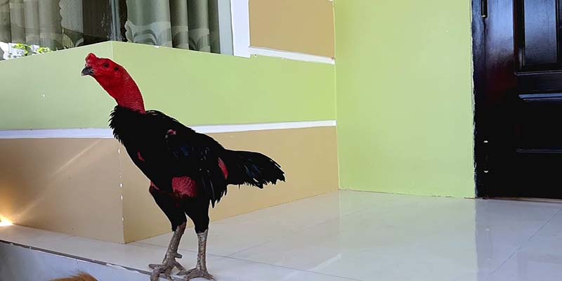 Hướng dẫn chăm sóc giống gà chọi mắt ếch