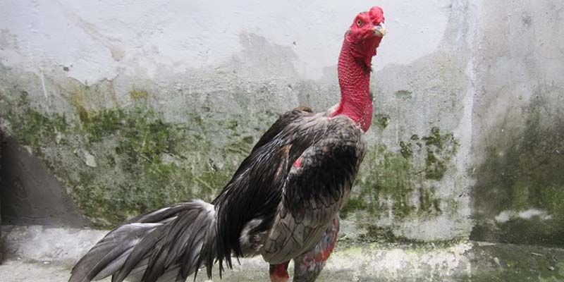 Khả năng chiến đấu giống gà chọi mắt ếch