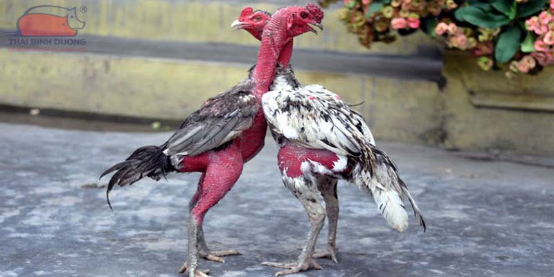Đa dạng các thể loại đá gà chọi nòi