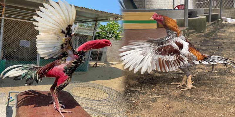 Hướng dẫn cách chăm sóc cho gà chọi nòi