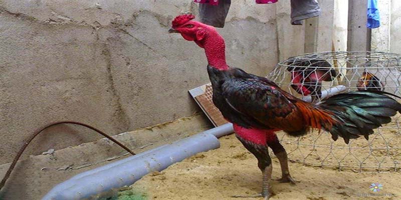 Chú ý khi chăm nuôi dòng gà chọi nòi